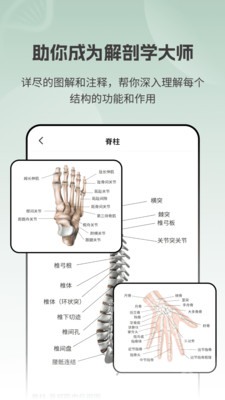 解剖模型Body软件